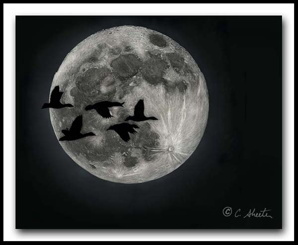 Bosque Moonrise - Snow Geese Scratchboard