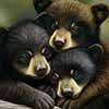 Bear Hugs - Scratchboard Bear Cubs