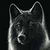 Eclipse - Scratchboard Gray Wolf