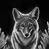 Sage Advisor - Scratchboard Coyote